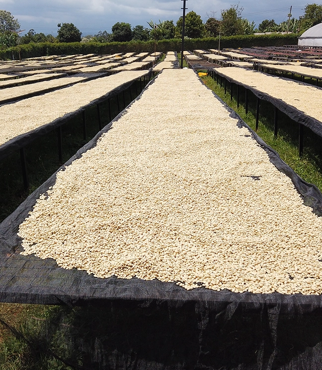 Why Coffee Origin Matters More Than You Think